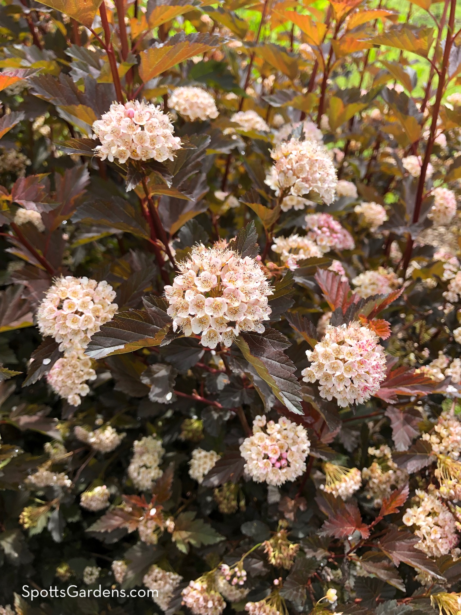 Pink blooms against the dark leaves of Physocarpus opulifolius