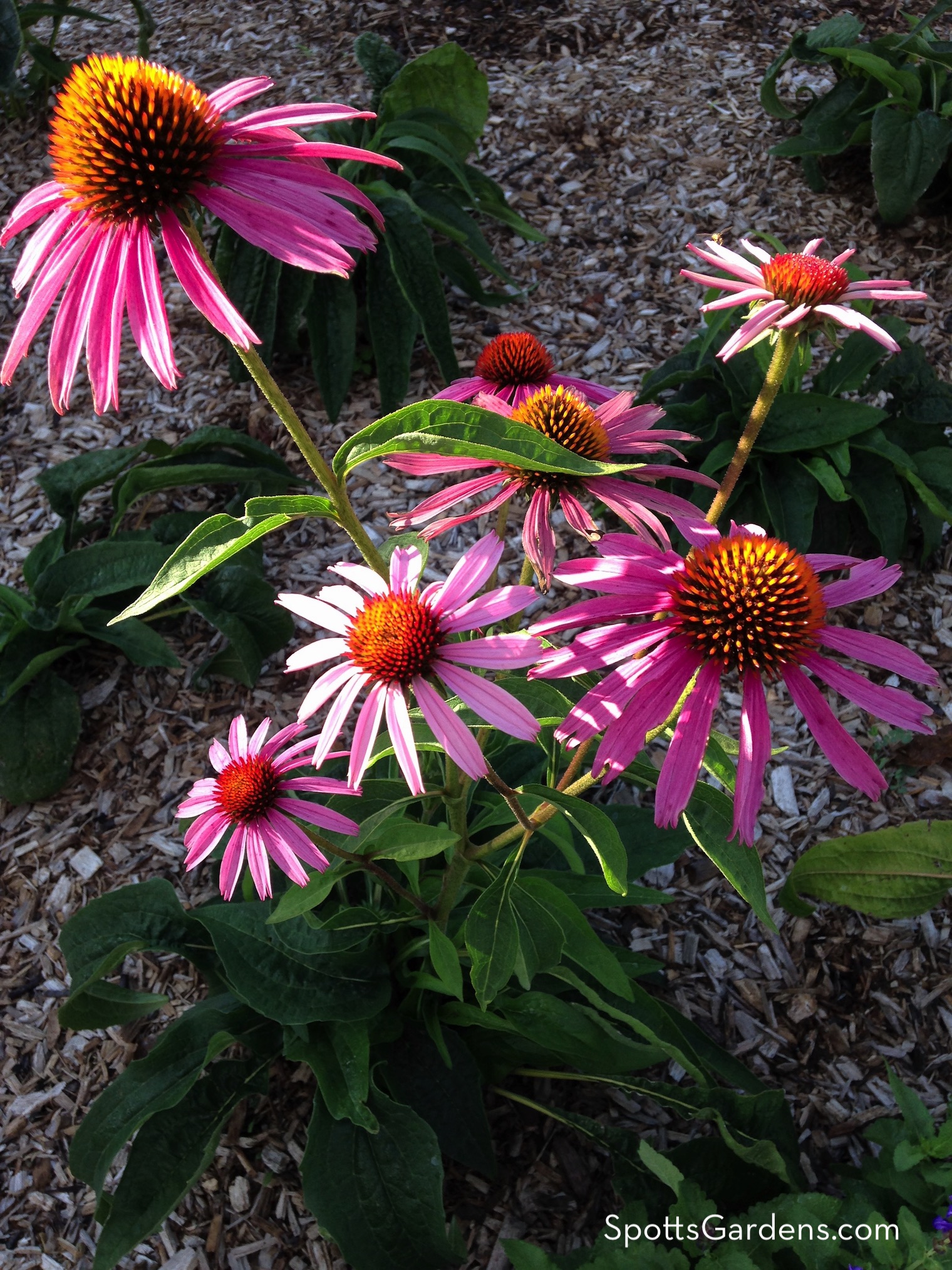 Bright pink coneflowers in bloom