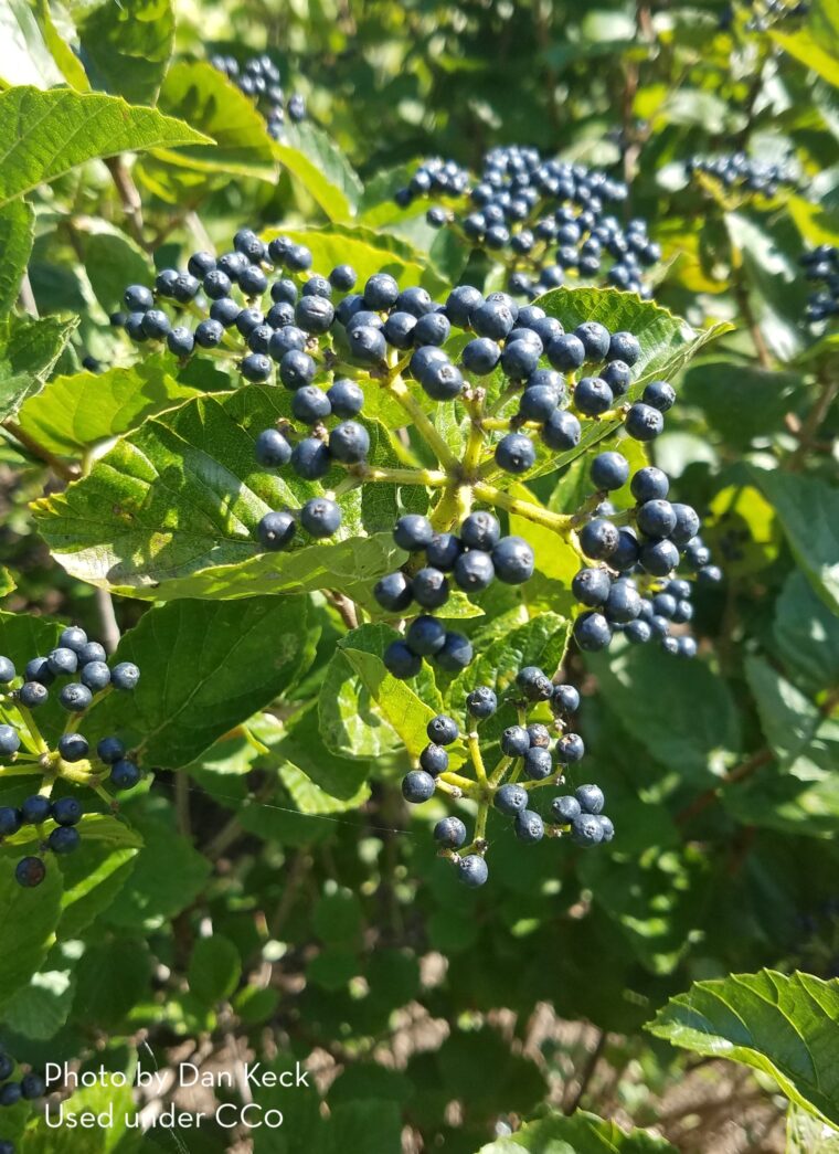 Blue fruits on Viburnum dentatum shrub