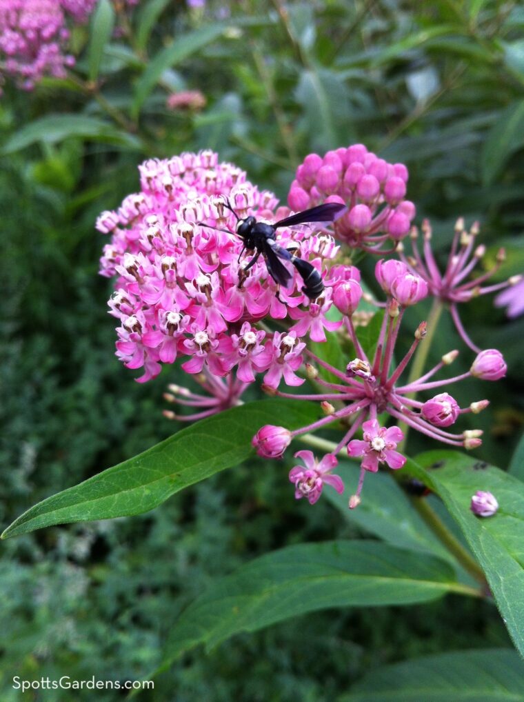 Wasp on bright pink flower