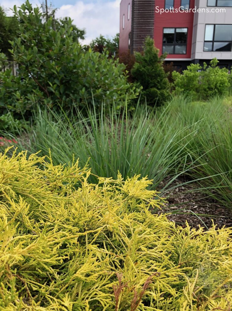 Photo of garden with yellow evergreen in the foreground