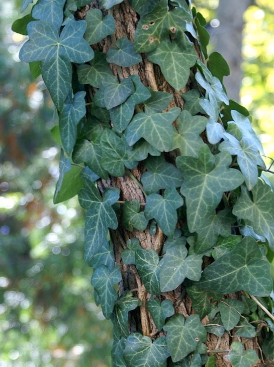 Ivy climbing up a tree