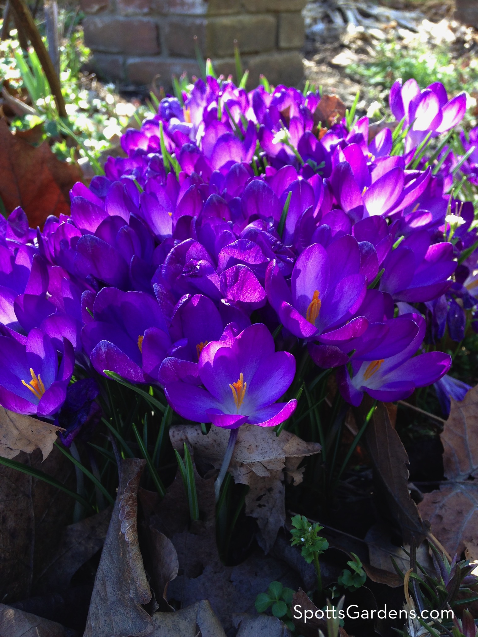 A mass of purple crocus blooming