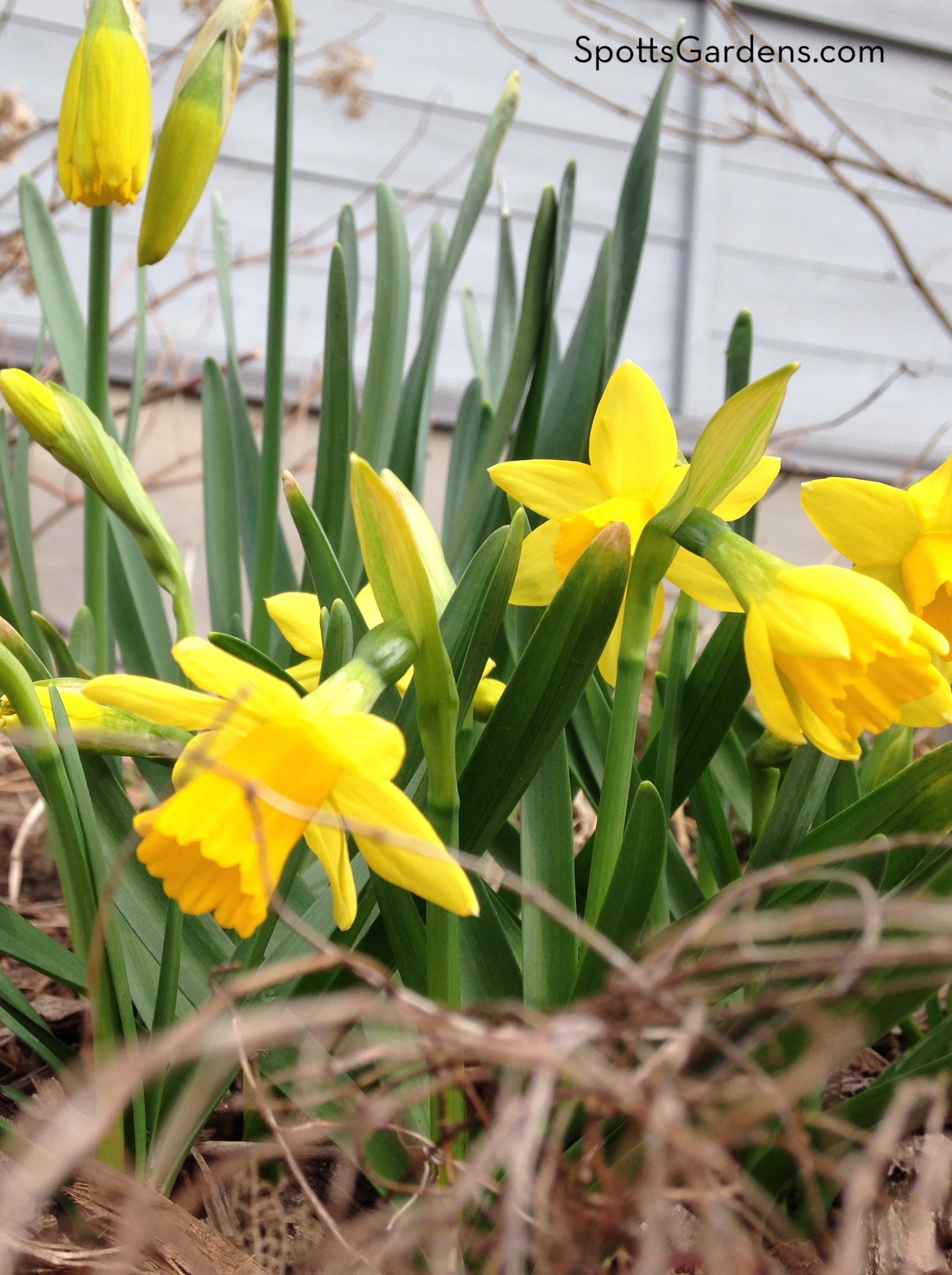 Tete-a-Tete Miniature Daffodil Bulbs, Narcissus