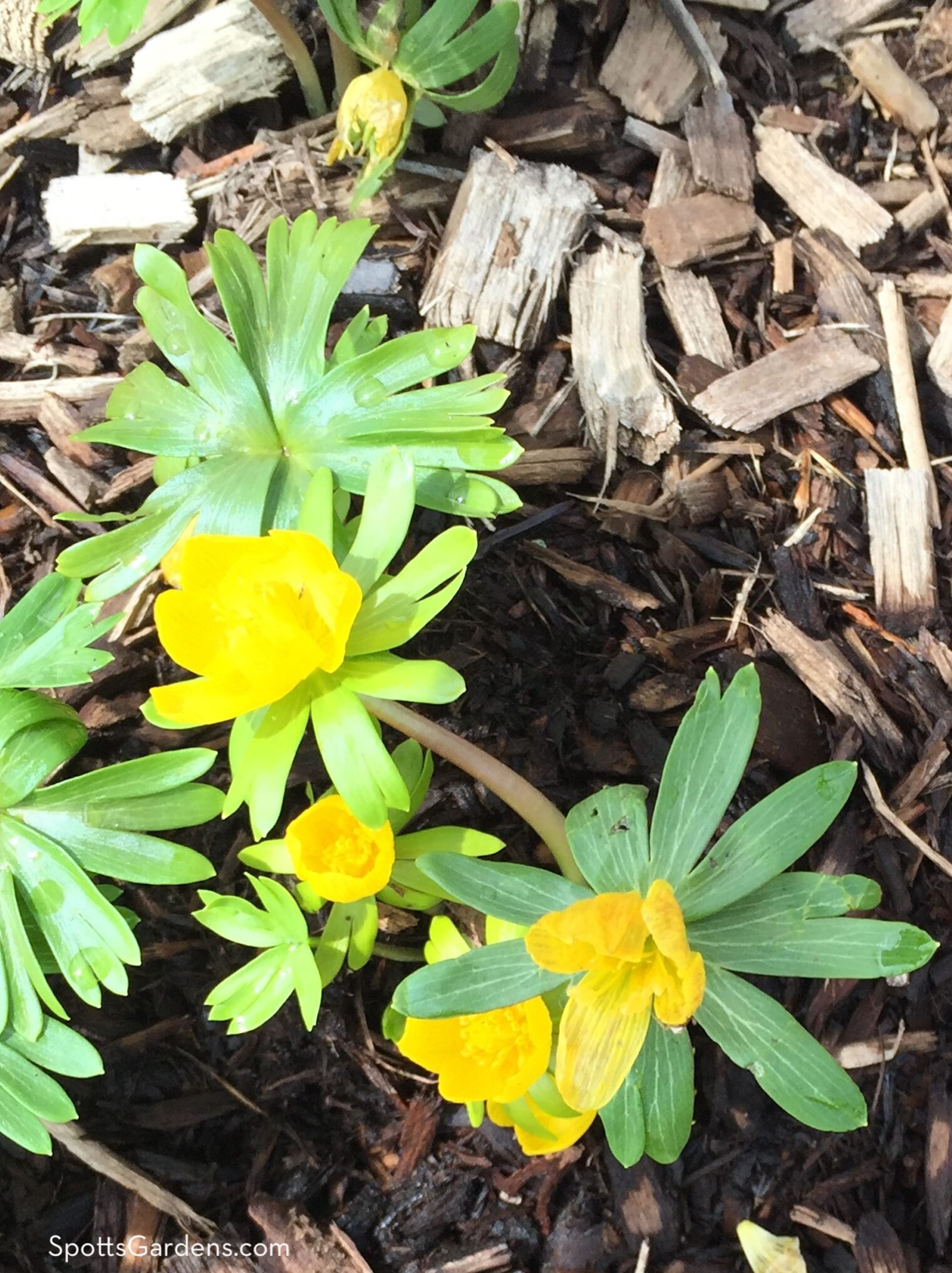 Winter aconite