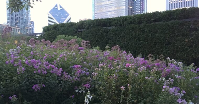 Purple flowers blooming in front of yew hedge