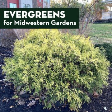 Evergreens for Midwestern Gardens