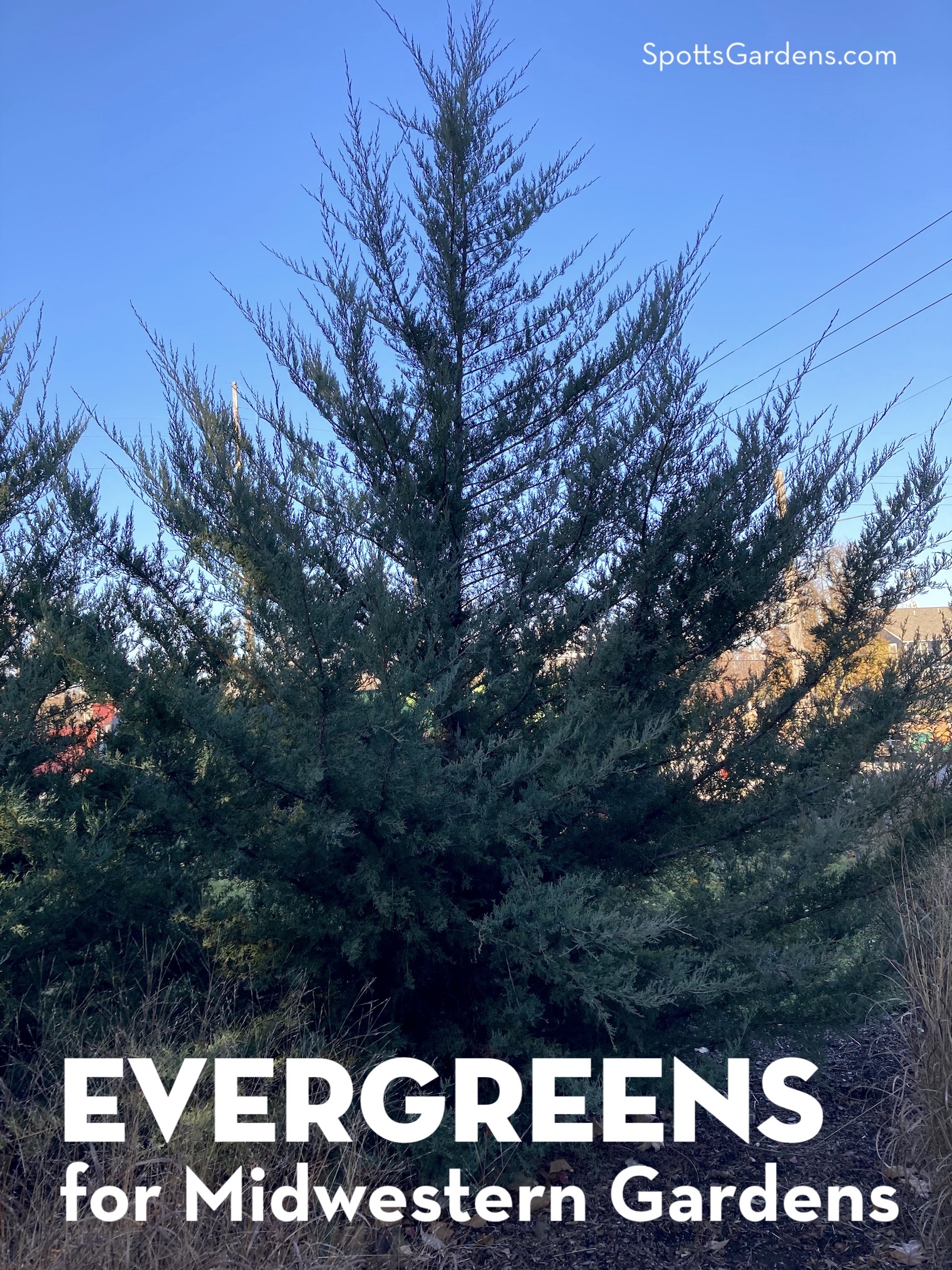 Evergreens for Midwestern Gardens