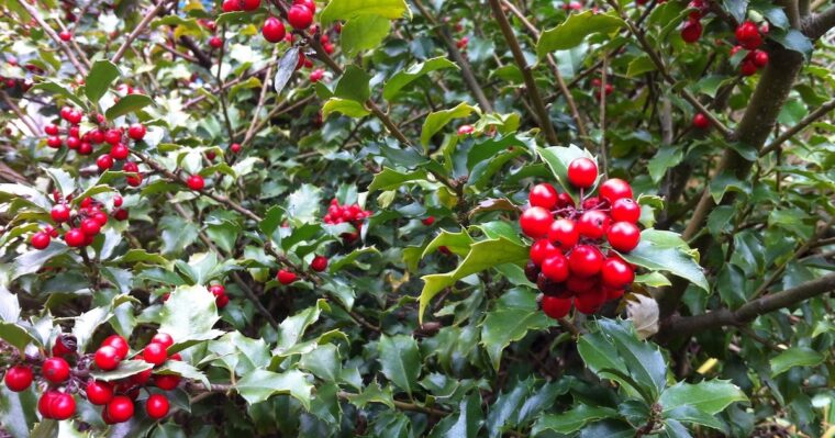 Holly berries on the shrub