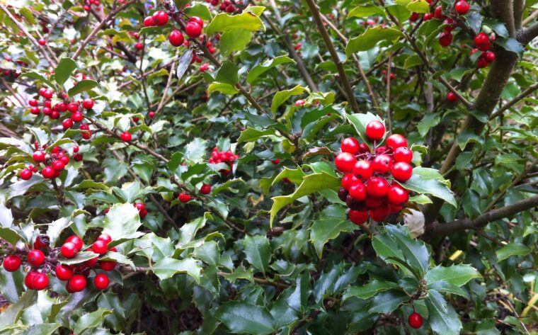 Holly shrub with red berries