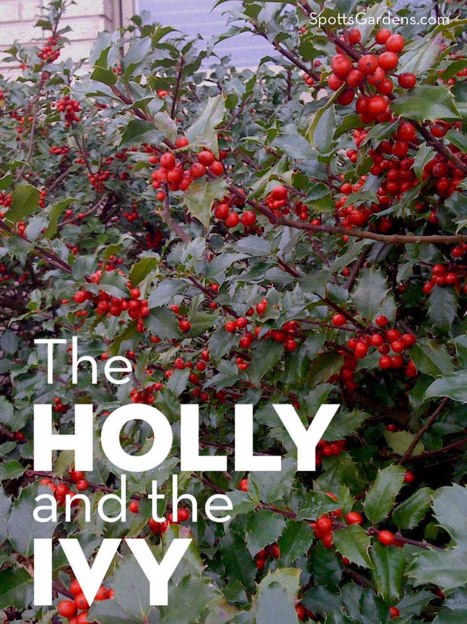 The Holly and the Ivy