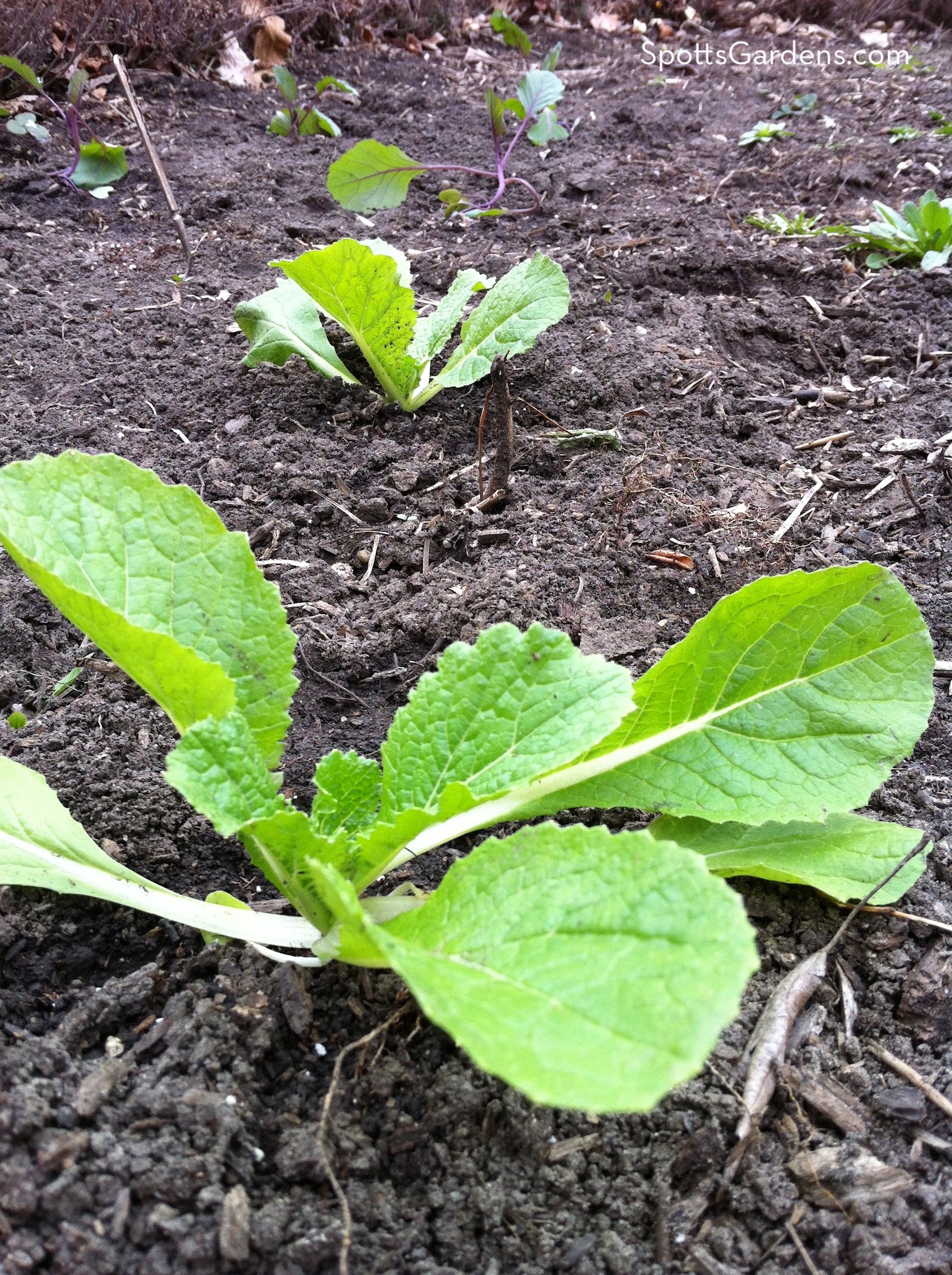 Lettuce seedlings