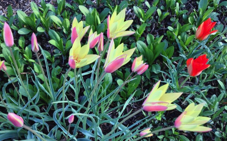 Small botanical tulips in pink and yellow