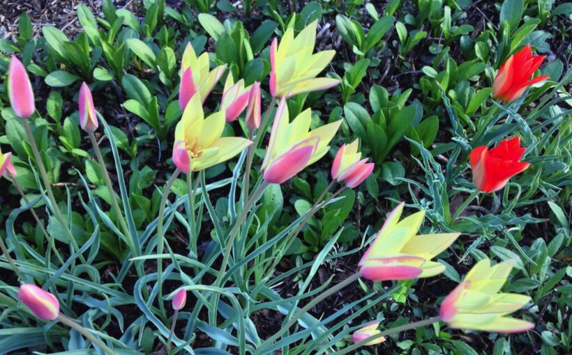Minor Bulbs for Spring Bloom
