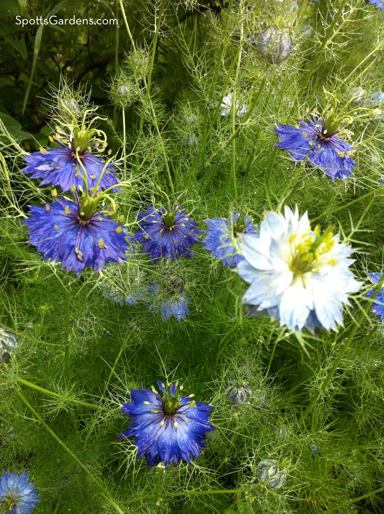 Hardy annual Nigella damascena