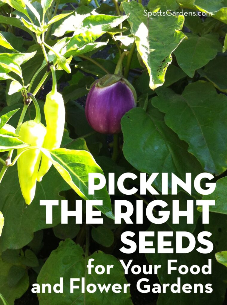 Picking the Right Seeds for Your Food and Flower Gardens