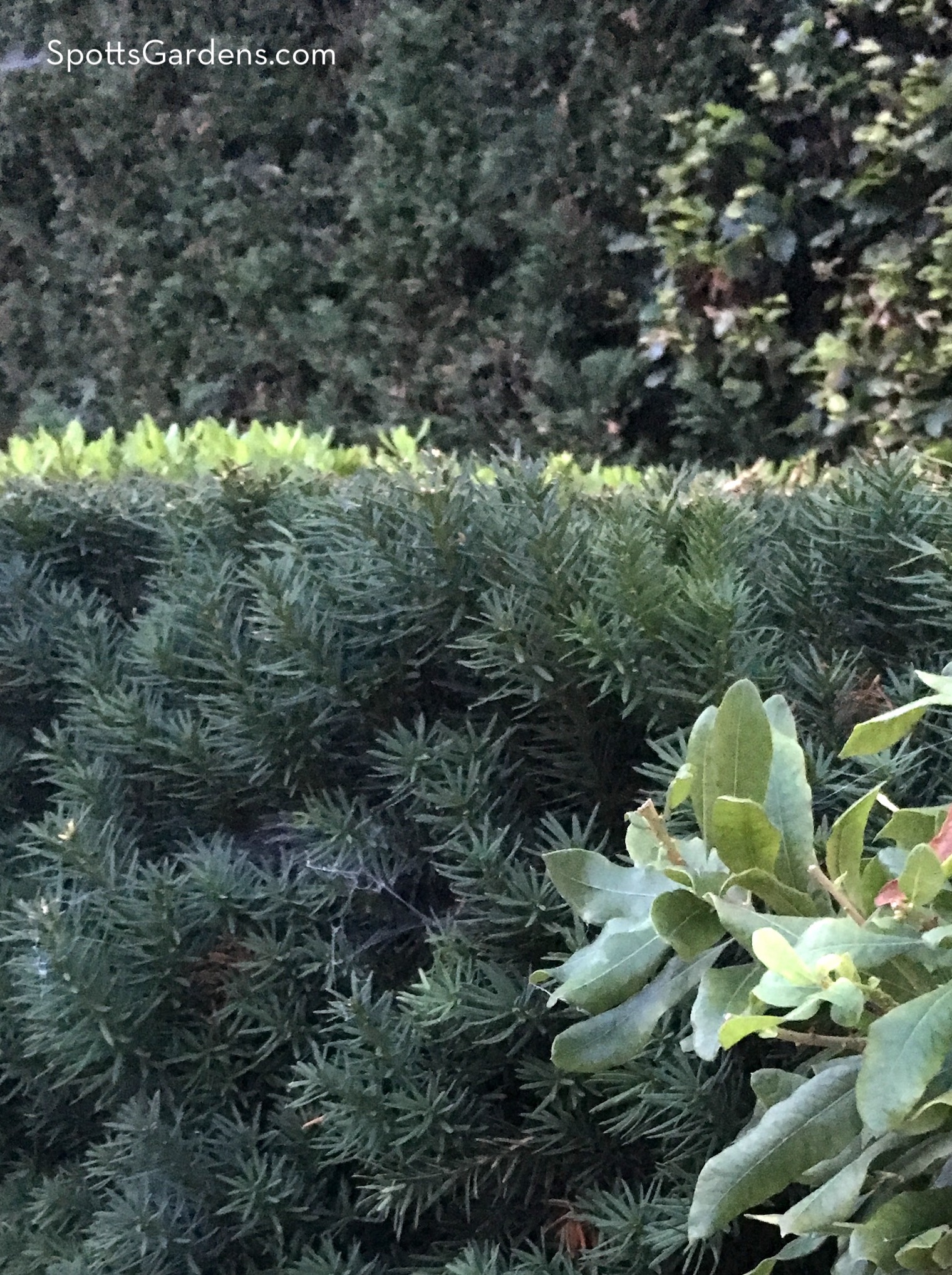 Yew hedge