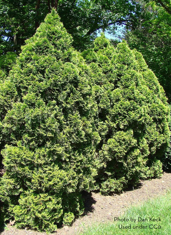 Arborvitae evergreen trees