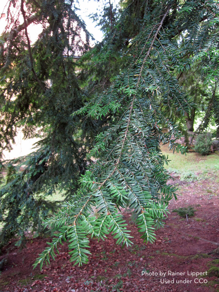 Evergreen hemlock tree