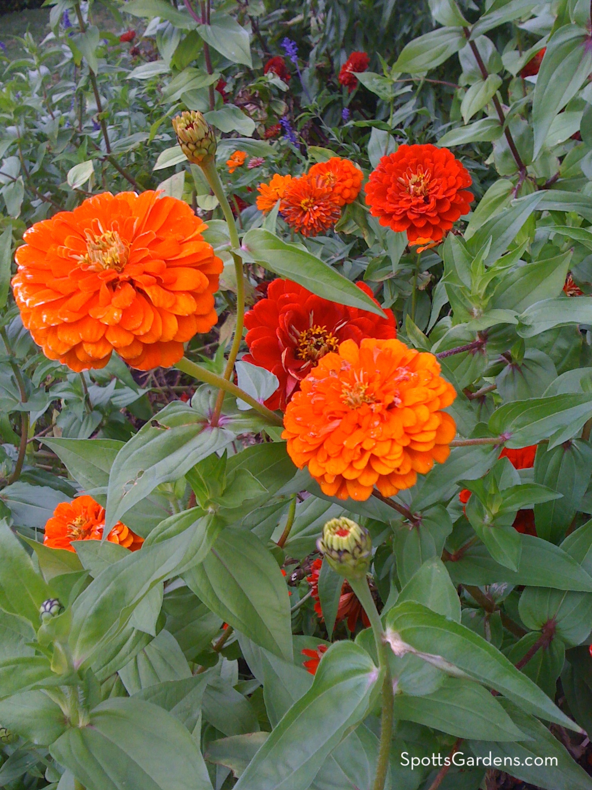 Half-hardy annual orange and red zinnias