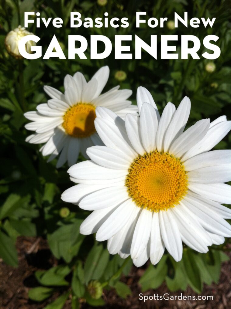 Five Basics for New Gardeners