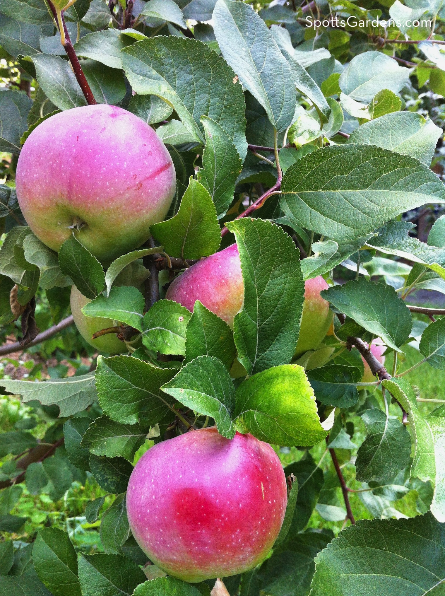 Apples on tree