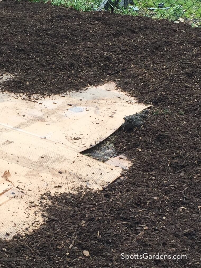 Mulch spread over cardboard