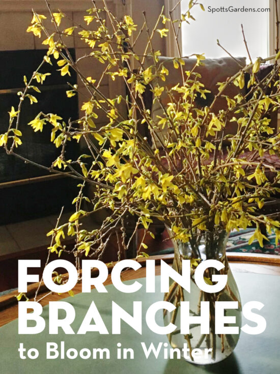 Forcing Branches to Bloom in Winter