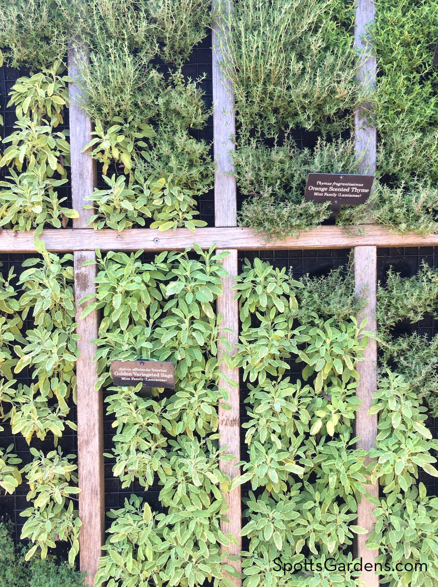 Vertical herb garden at Chicago Botanic Garden