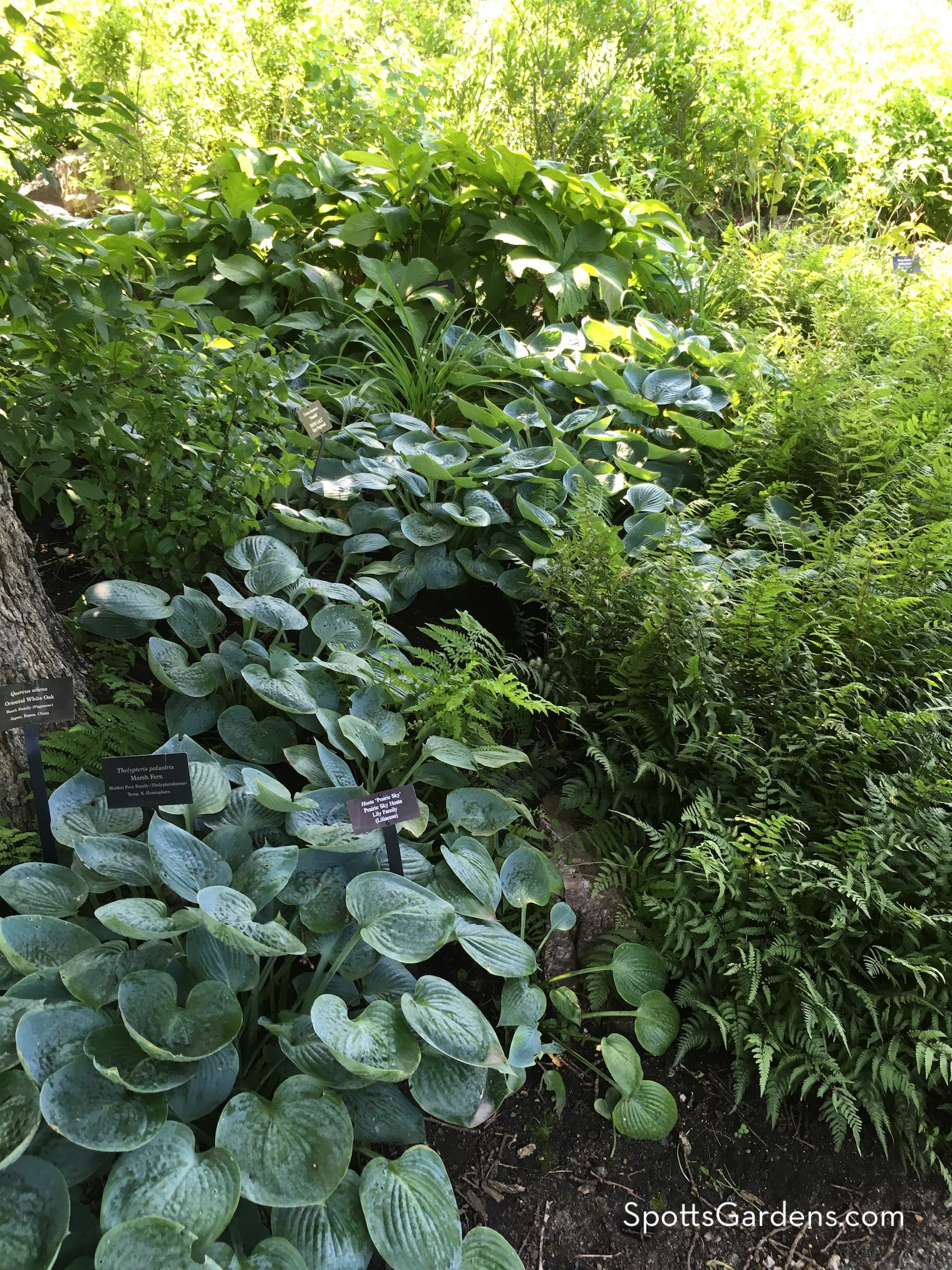 Hostas and ferns