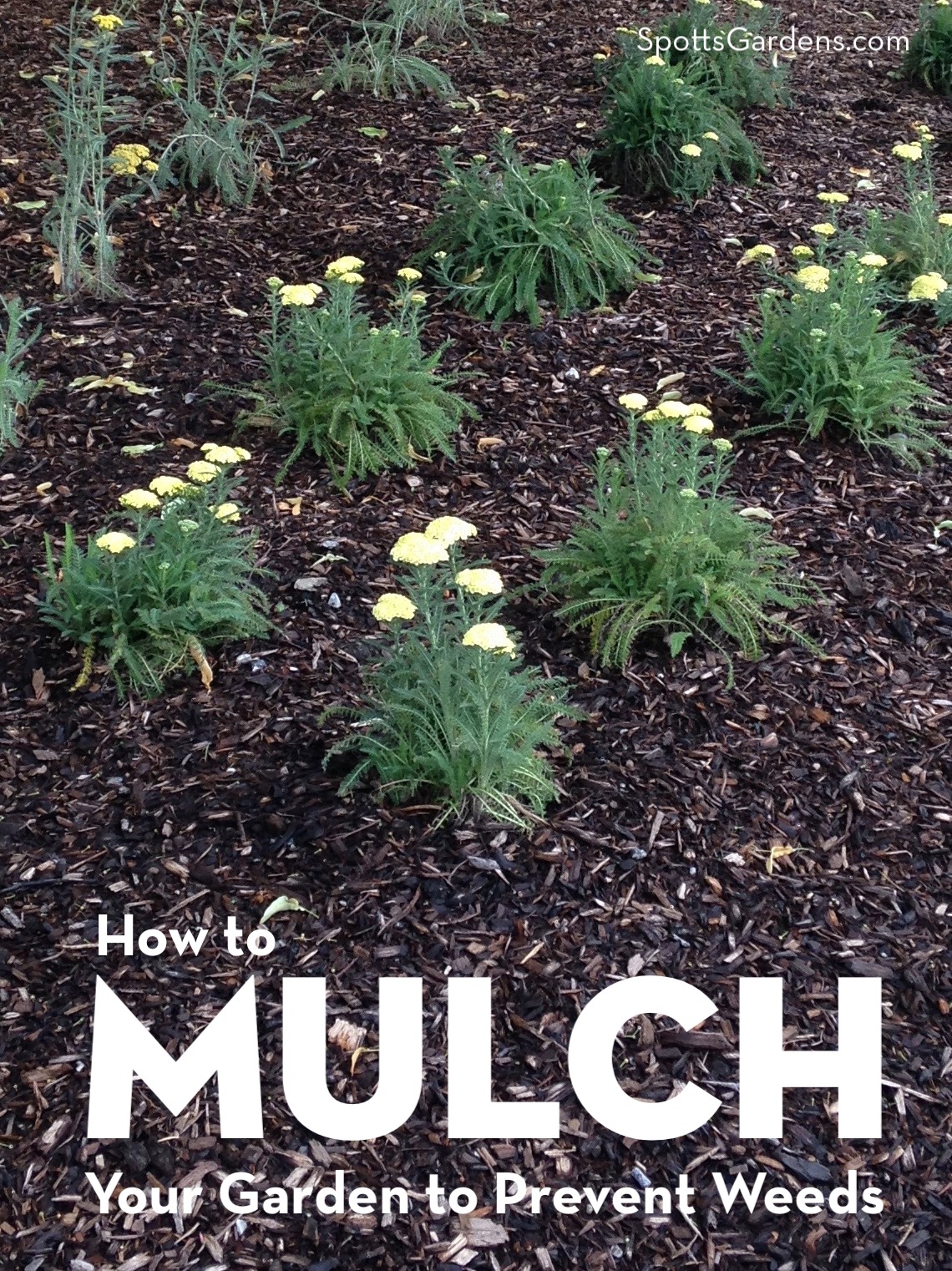 How to Mulch Your Garden to Prevent Weeds