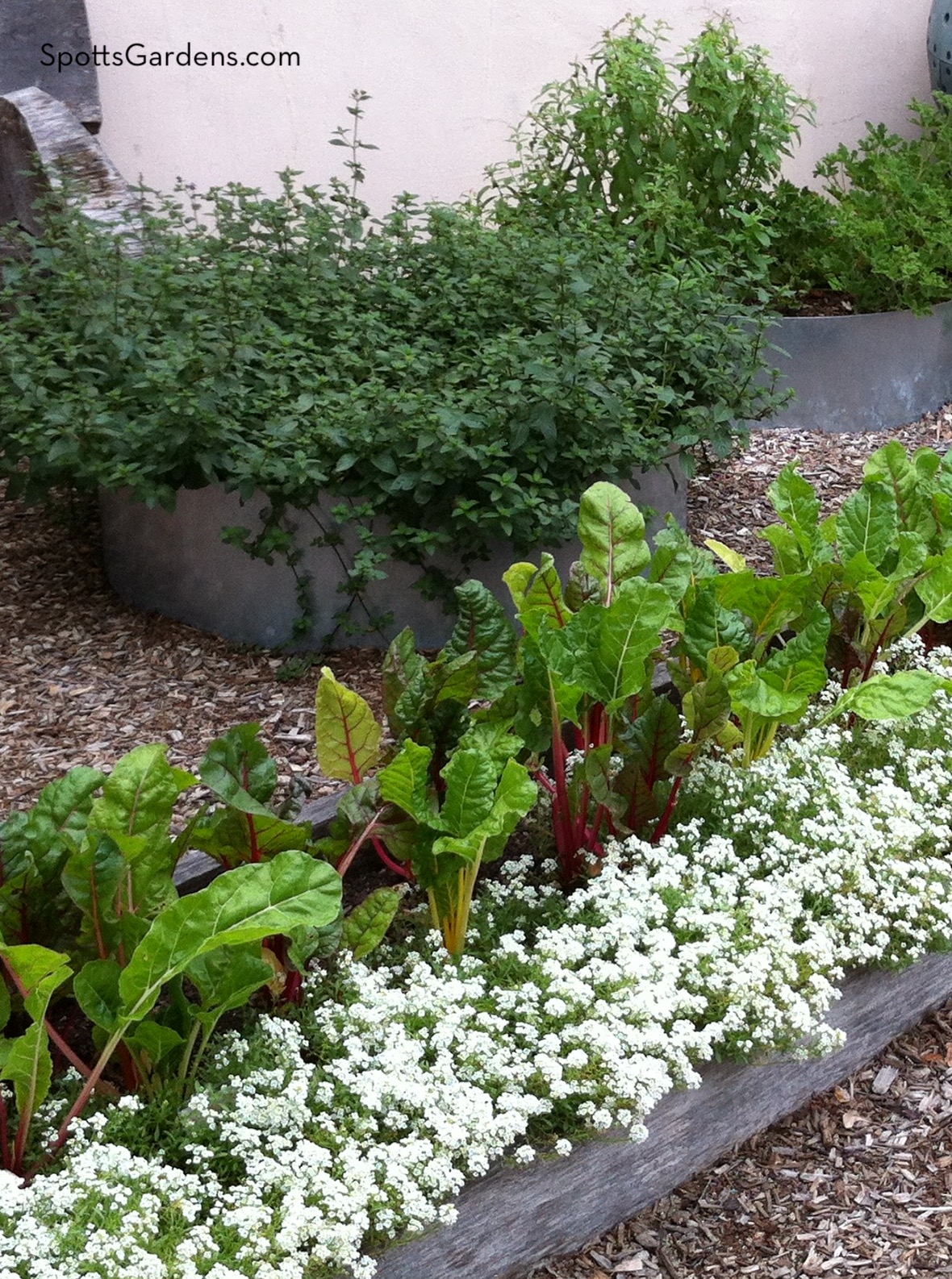 Vegetables growing in raised bed