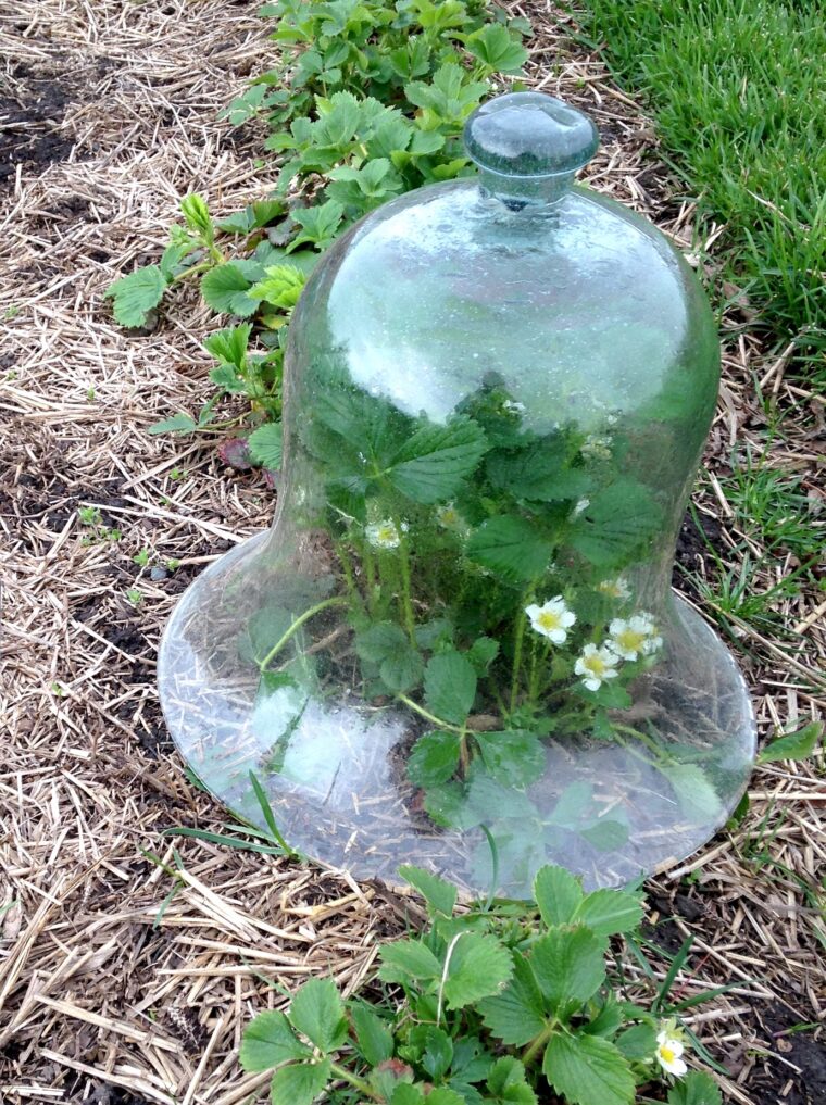 Strawberry plant under glass cloche surrounded by straw mulch