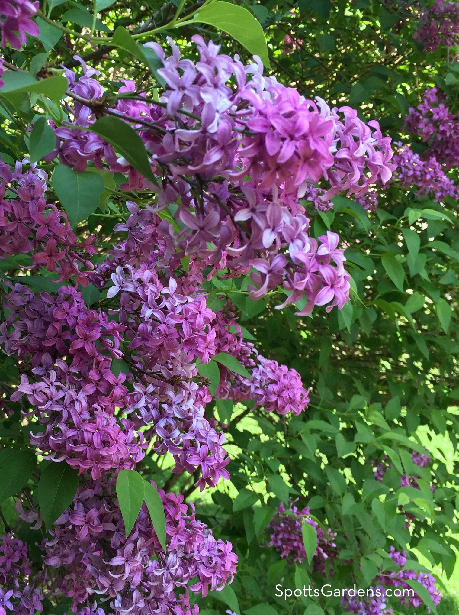 Lilac blooms