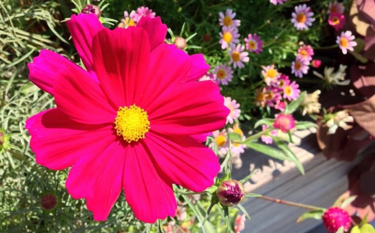 Bright pink cosmos flower in garden bed