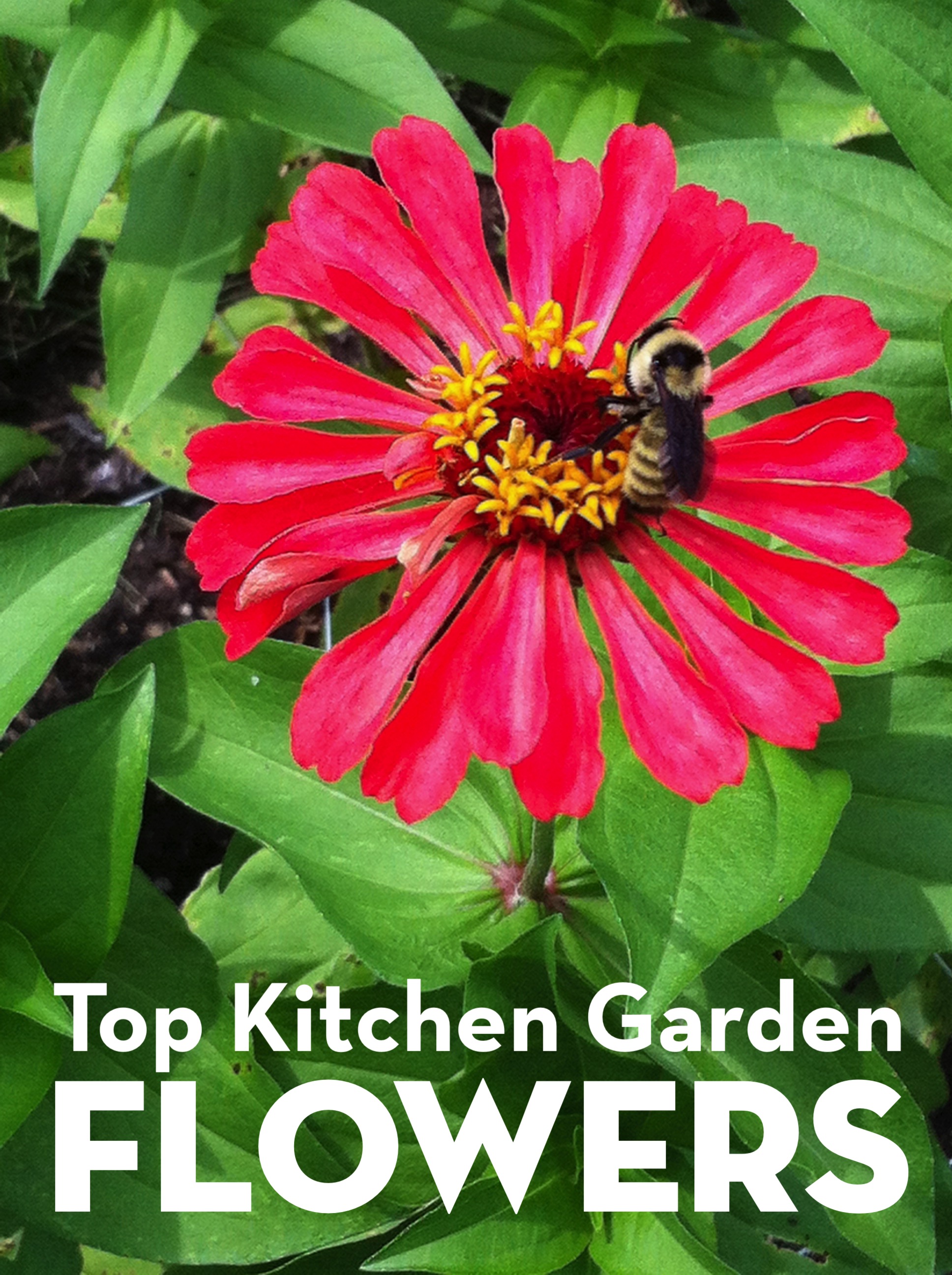 Top Kitchen Garden Flowers