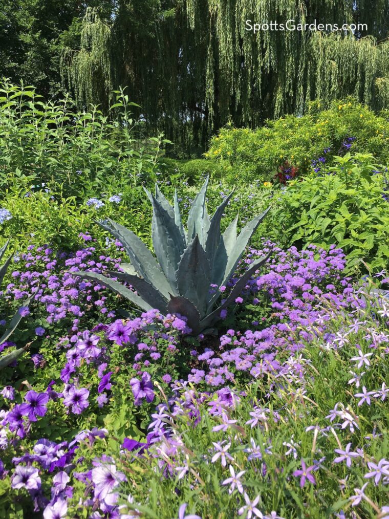 Blue agave in a garden border surrounded by cool purple flower color