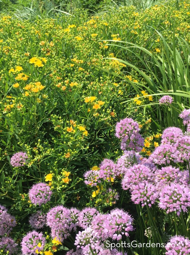 Lavender ball-shaped flowers bloom in front of a big mass of yellow flowers