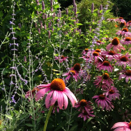 Native & Sustainable Gardening
