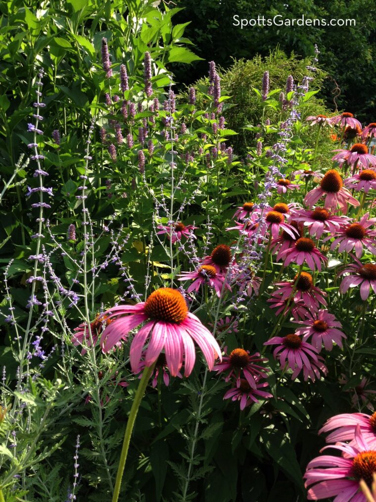 Purple-pink coneflowers bloom next to silvery Russian sage