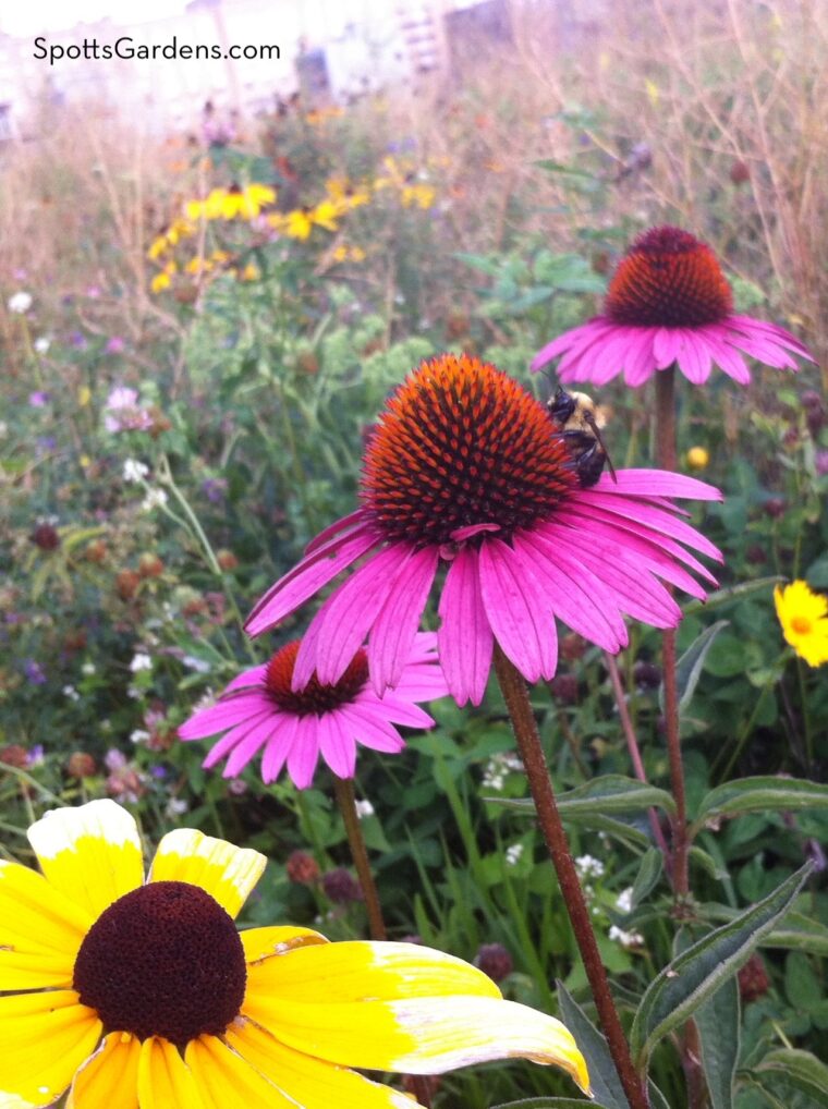 Coneflower and black-eyed susan