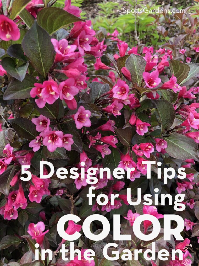 Text reads 5 Designer Tips for Using Color in the Garden over photo of a shrub with purple leaves and bright pink flowers