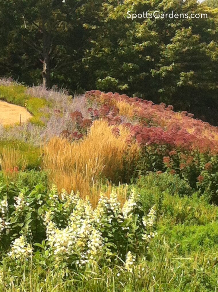 Sweep of blooming plants in a large field next to a path