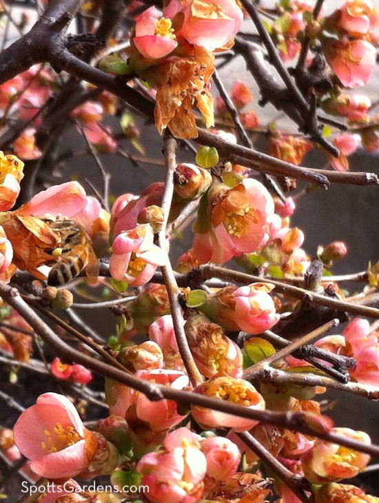 Clear coral color flowers on a quince shrub with a bee on one bloom