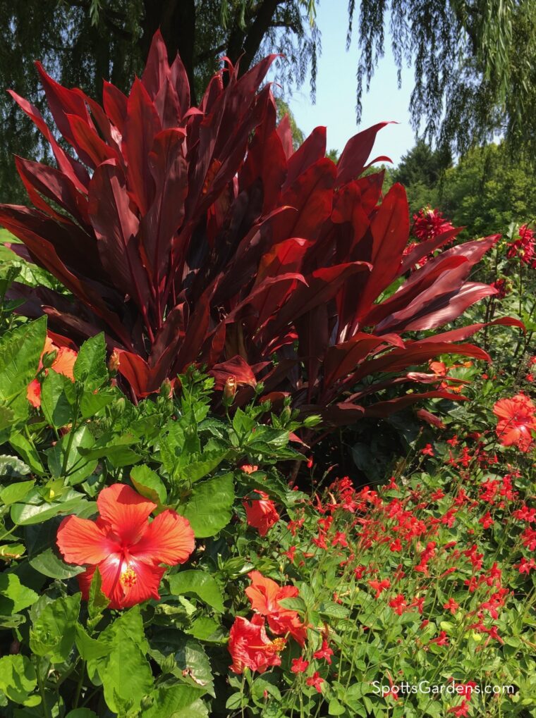 Plants with red flower color in front of a large plant with red leaves