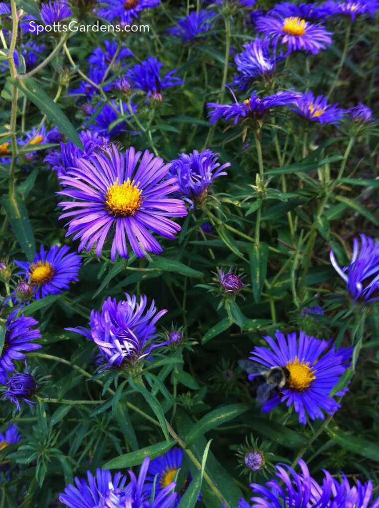 Purple daisy-shaped asters flowering with a bee walking on one bloom