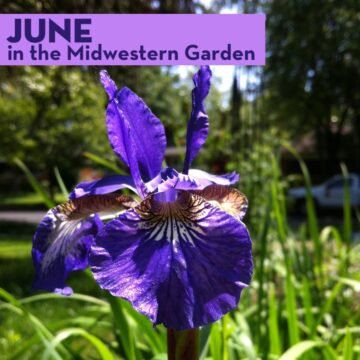 June in the Midwestern Garden