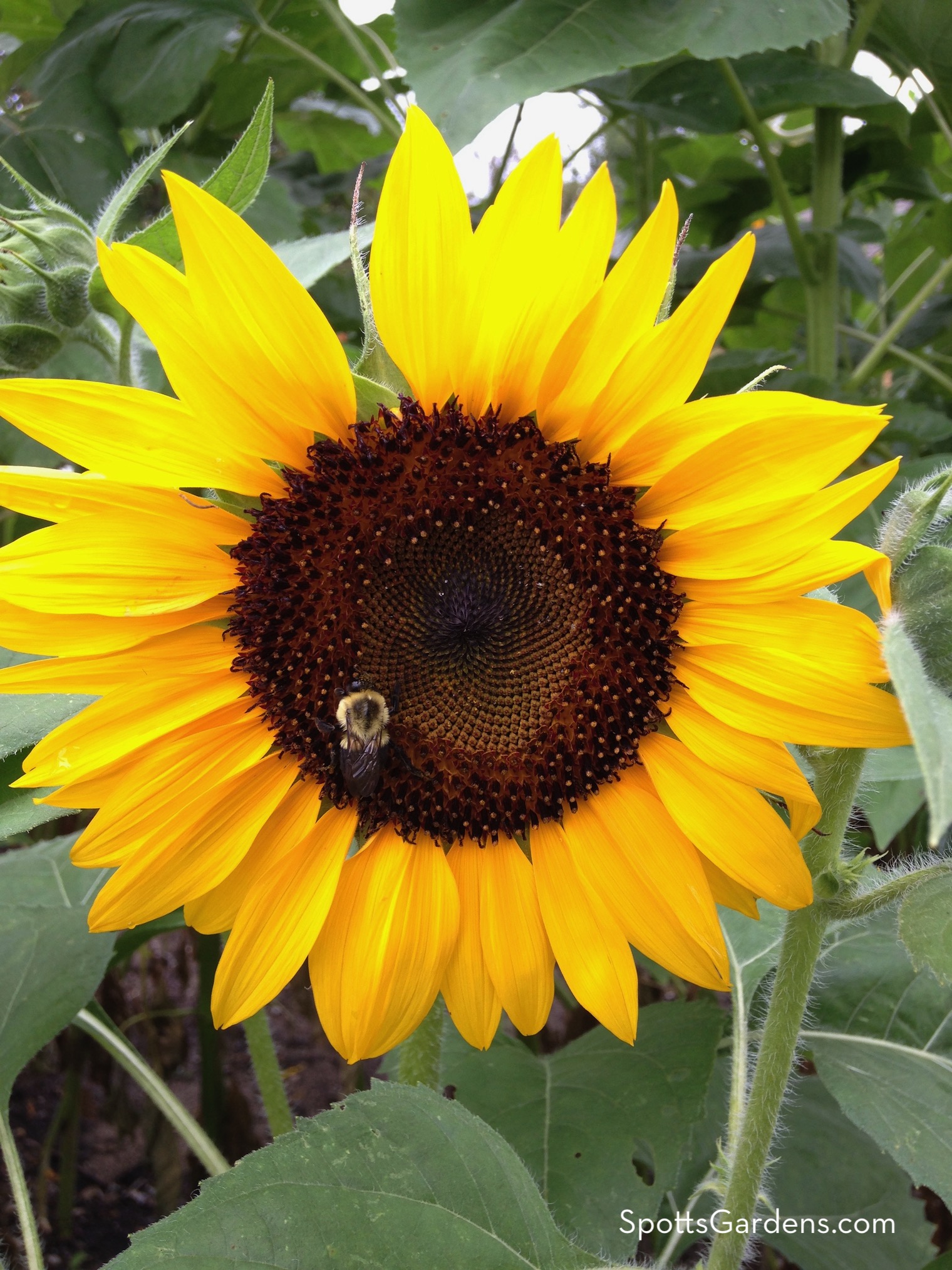 Bee on sunflower