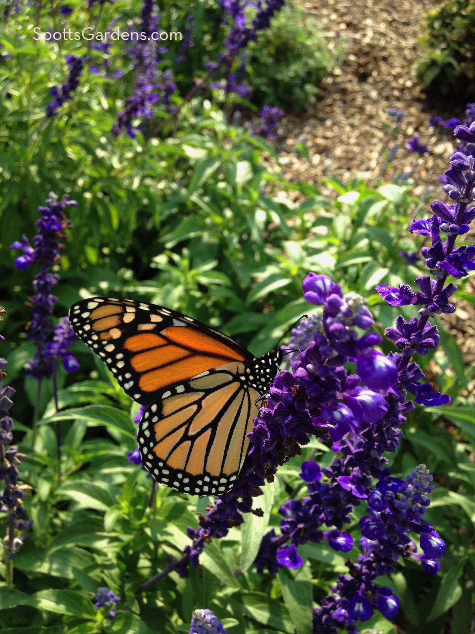 Butterfly on salvia