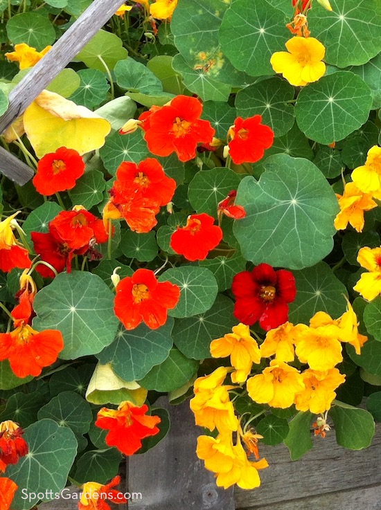 Red and yellow nasturtiums